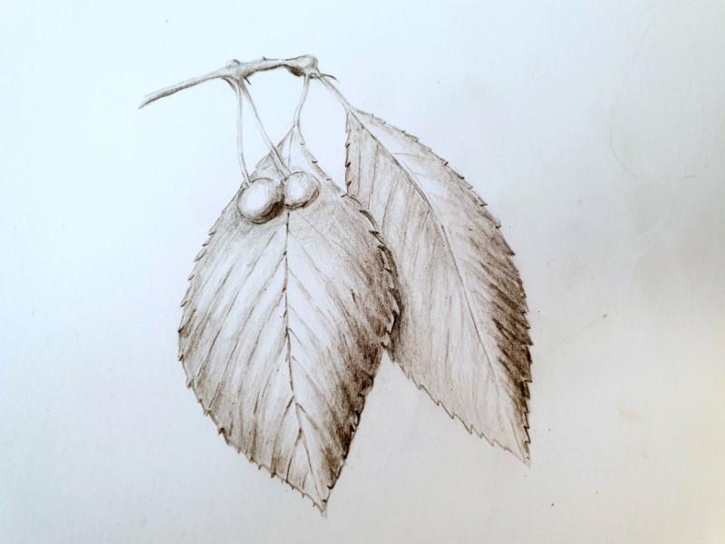 lesson21-complex-overlaps-prunus-avium