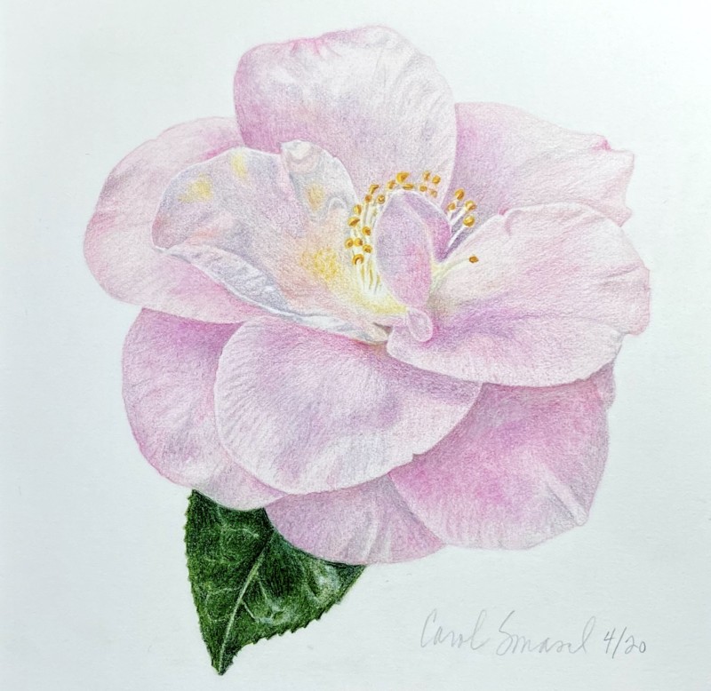 camellia-2