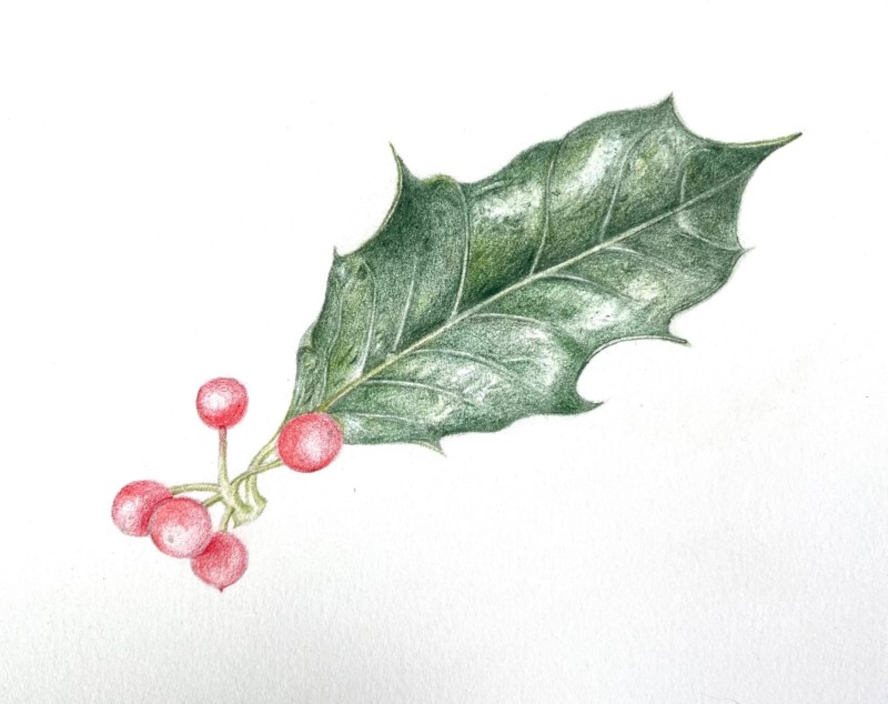 hollydrawing