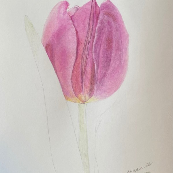 pinktulip_2_12_21