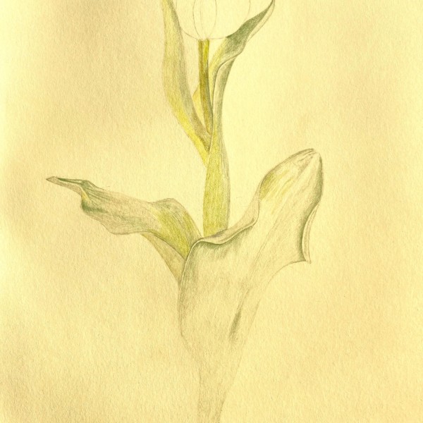 pinktulipinprogress