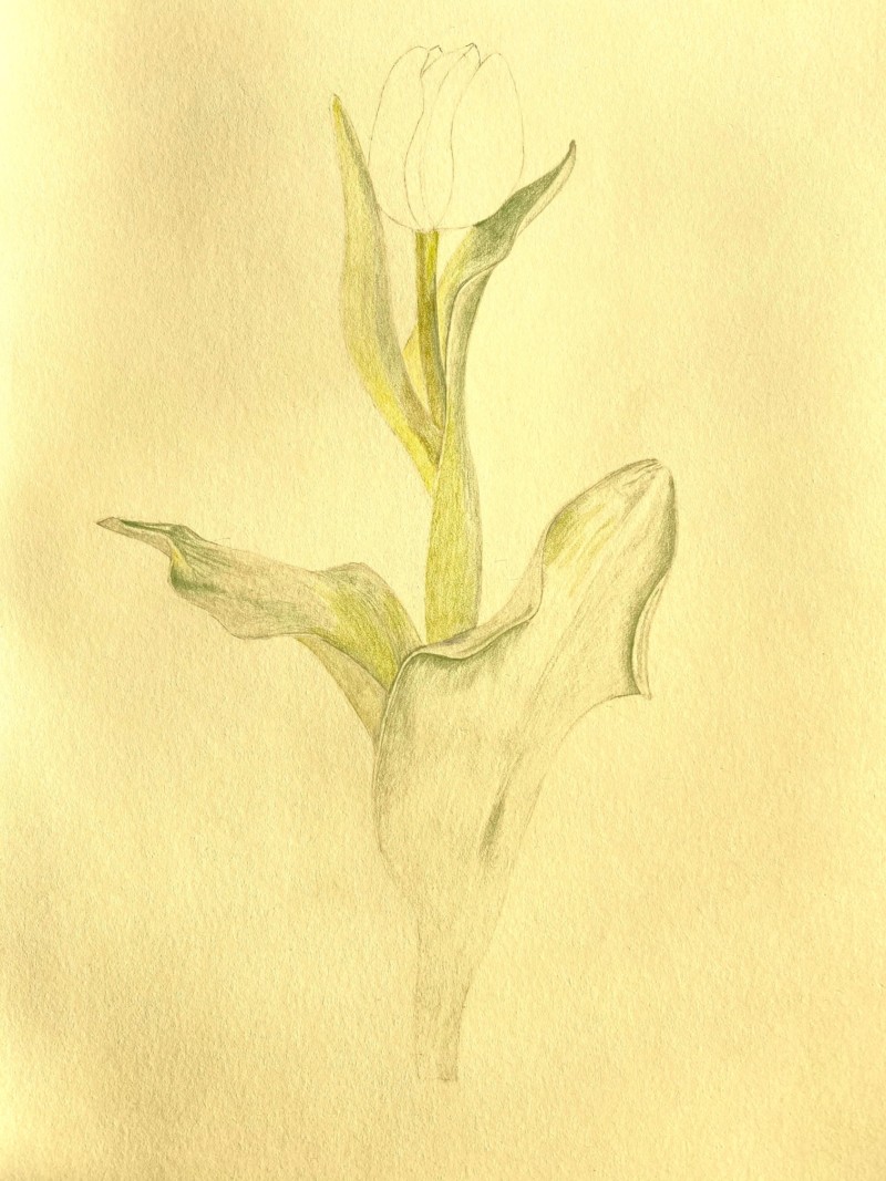 pinktulipinprogress