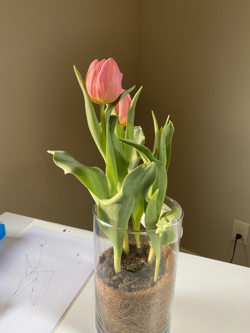 pottedpinktulip