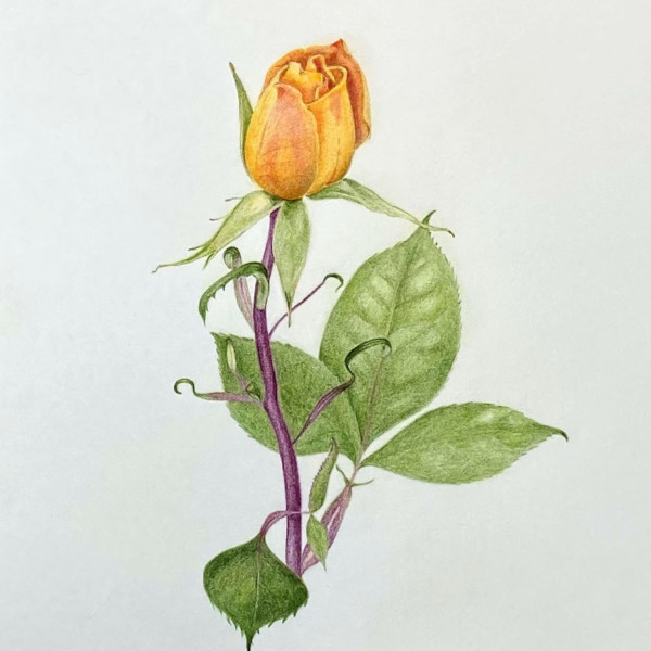 rosebud
