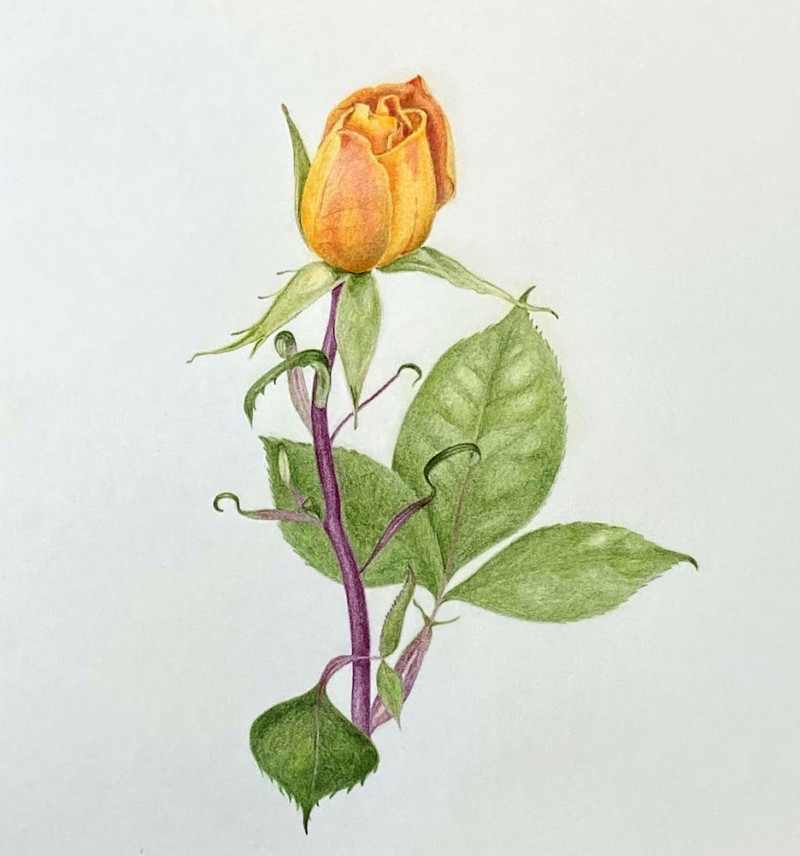rosebud-2