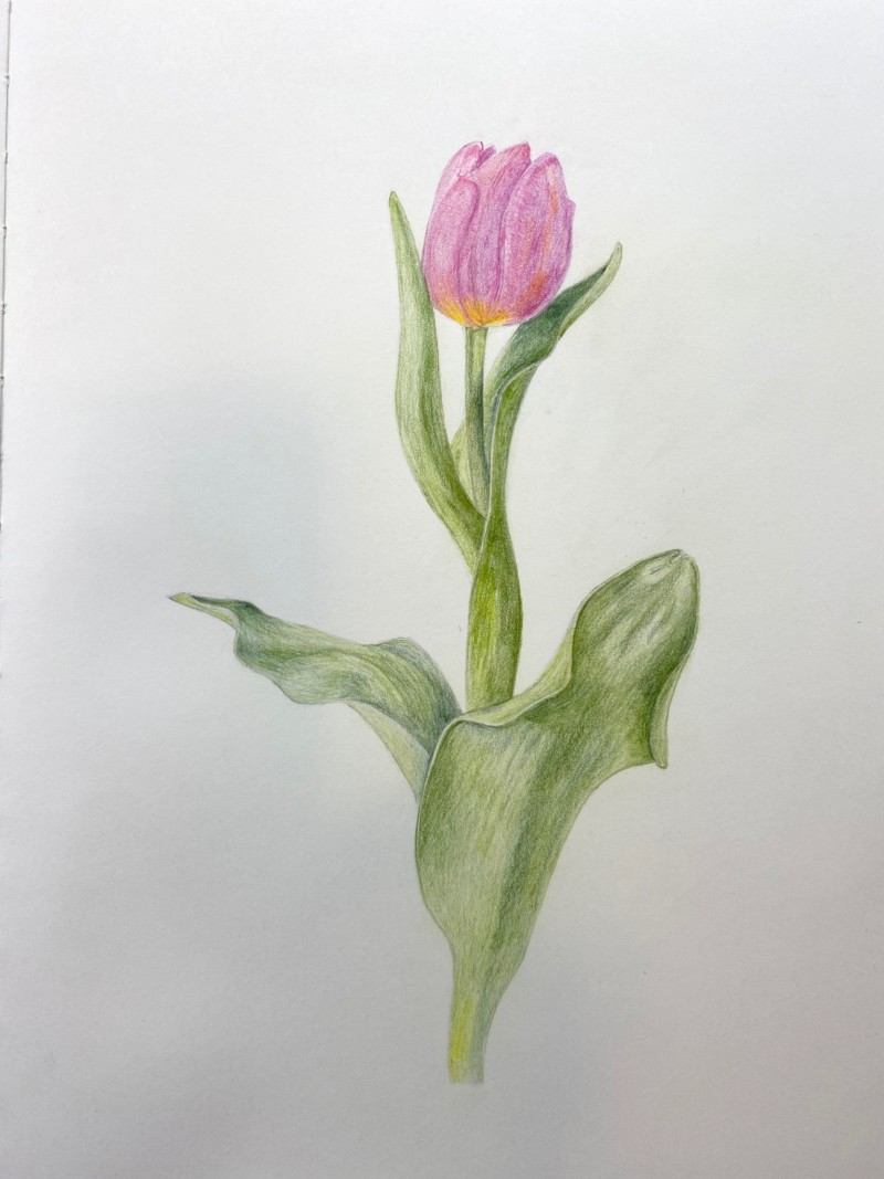 tulipdrawing_2_2_21