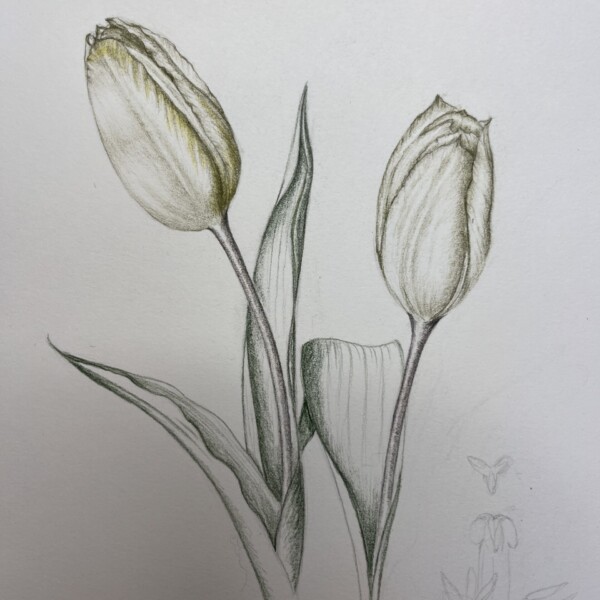 Tulips In Grisaille