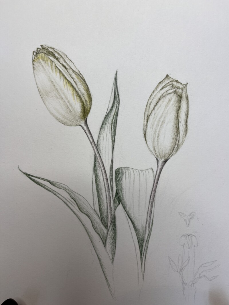 tulips-in-grisaille