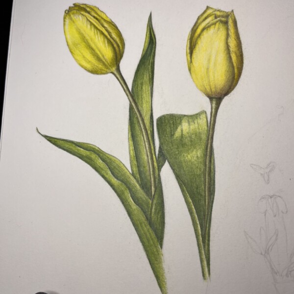 Yellow Tulips Done