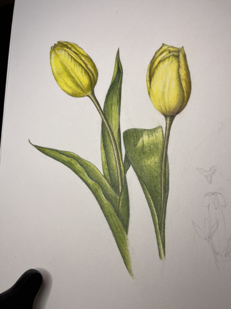 yellow-tulips-done