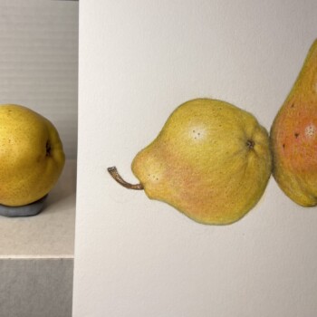 pair-of-pears