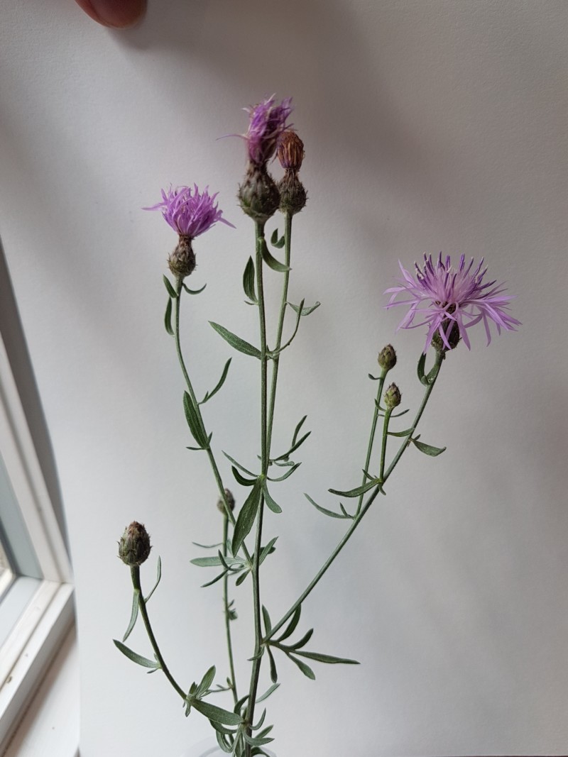 knapweed-photo