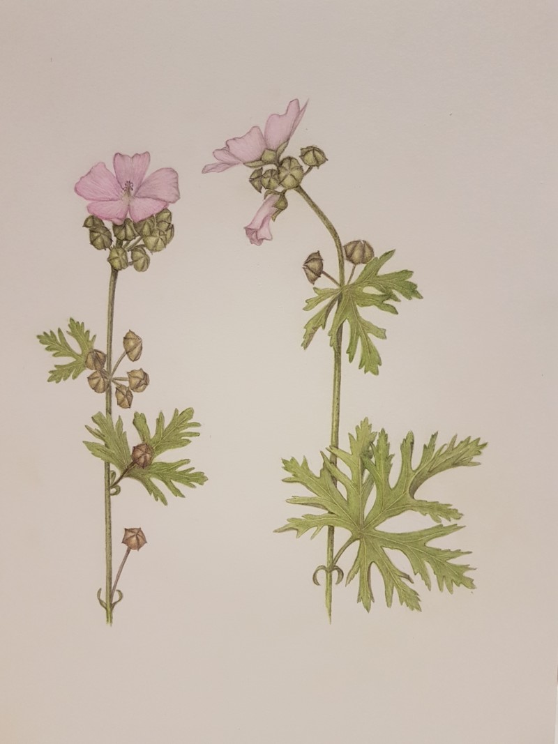 musk-mallow