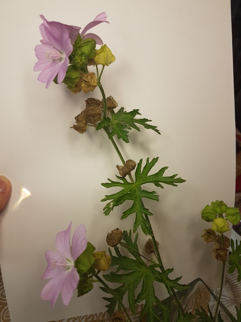 musk-mallow-photo