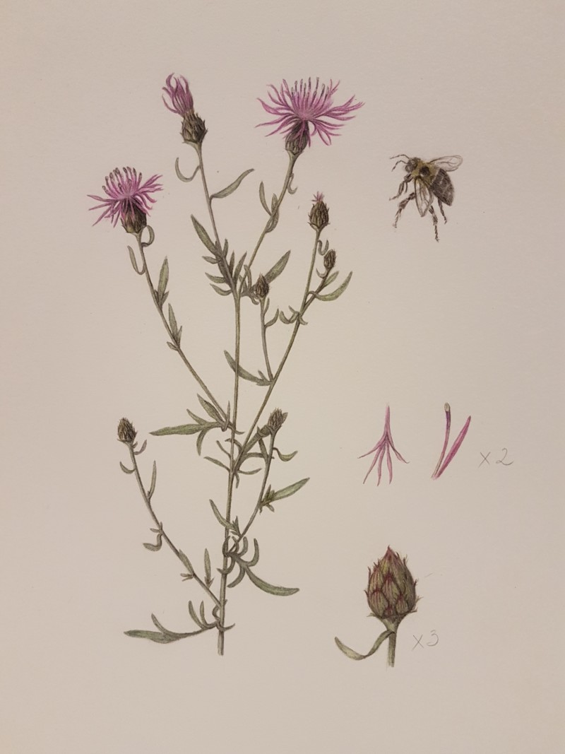 spotted-knapweed-i