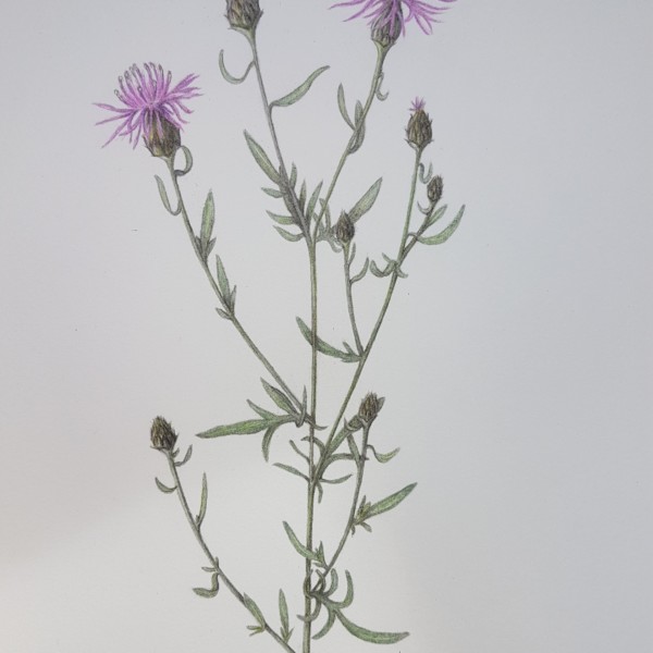 Spotted knapweed