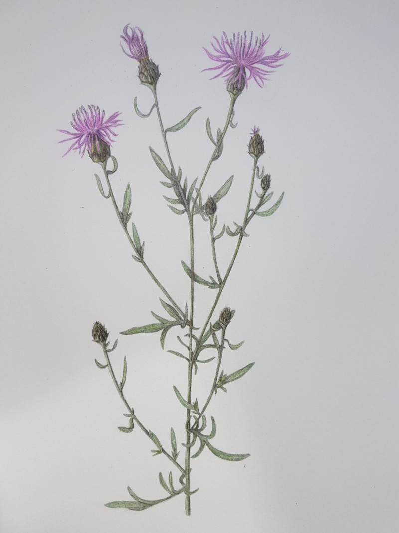 spotted-knapweed