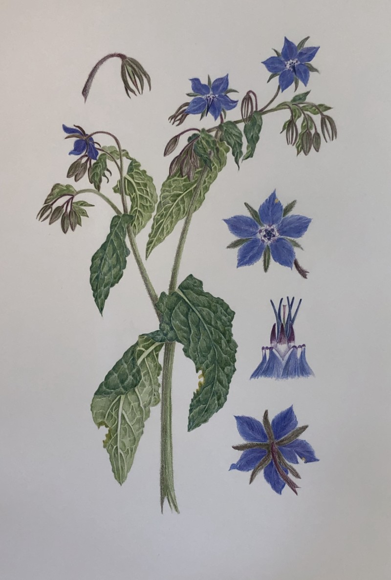 boragegrown-in-alaska-bee-plant