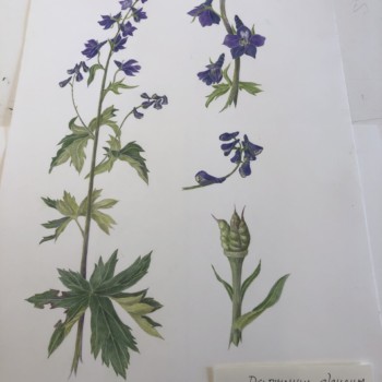 delphinium-glaucum-hatcher-pass-alaska