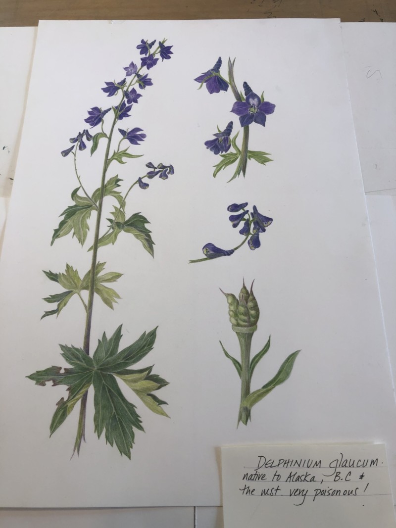 delphinium-glaucum-hatcher-pass-alaska