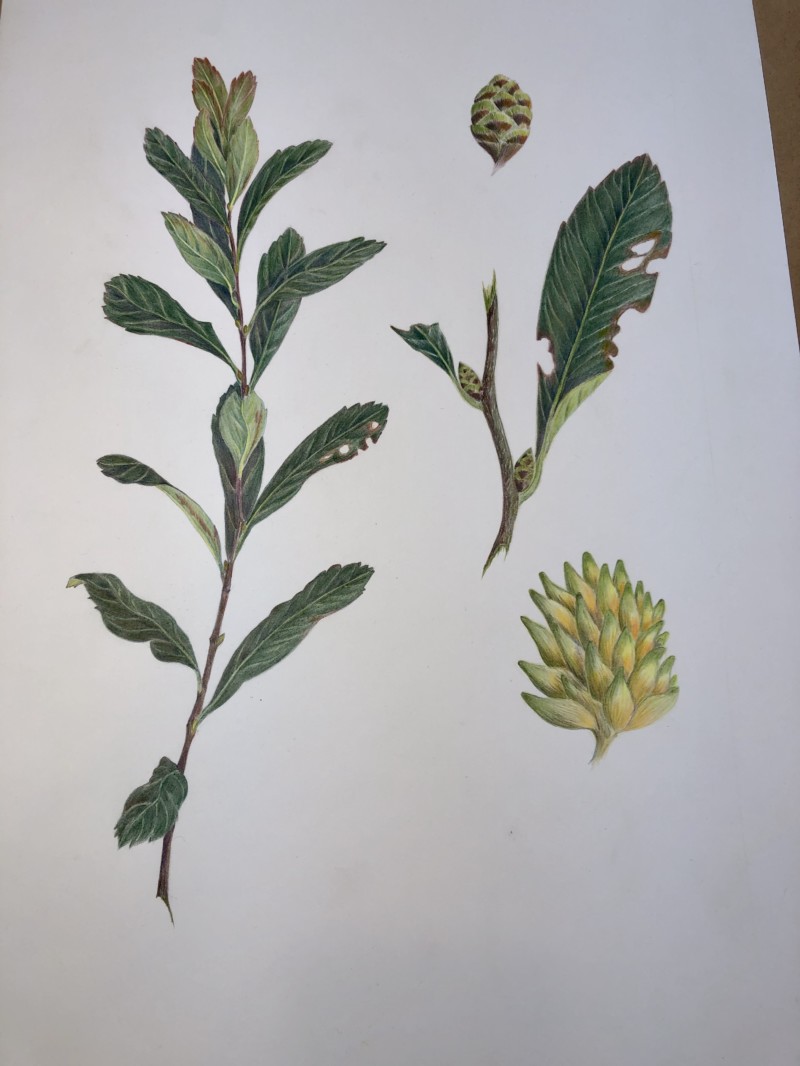 myrica-gale-sweet-gale