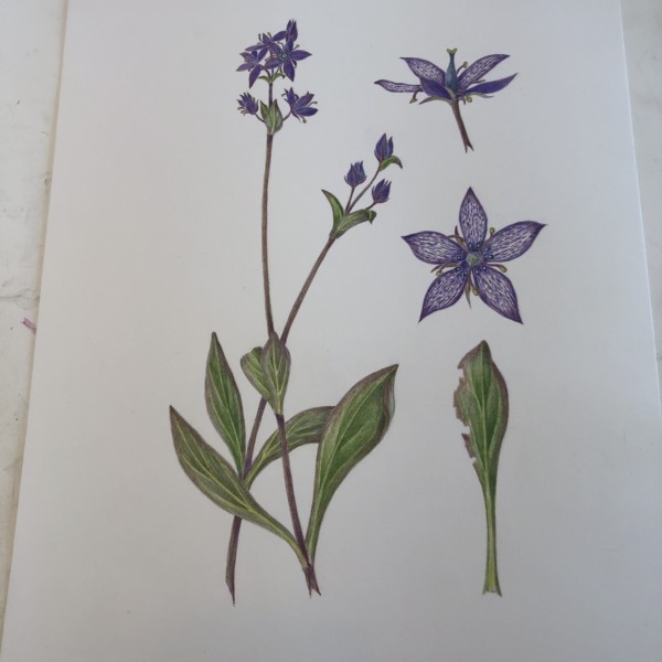 Swertia perennis