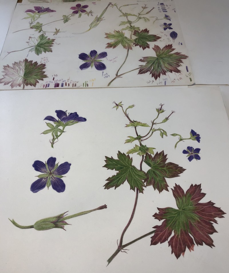 geranium-wlassovianum