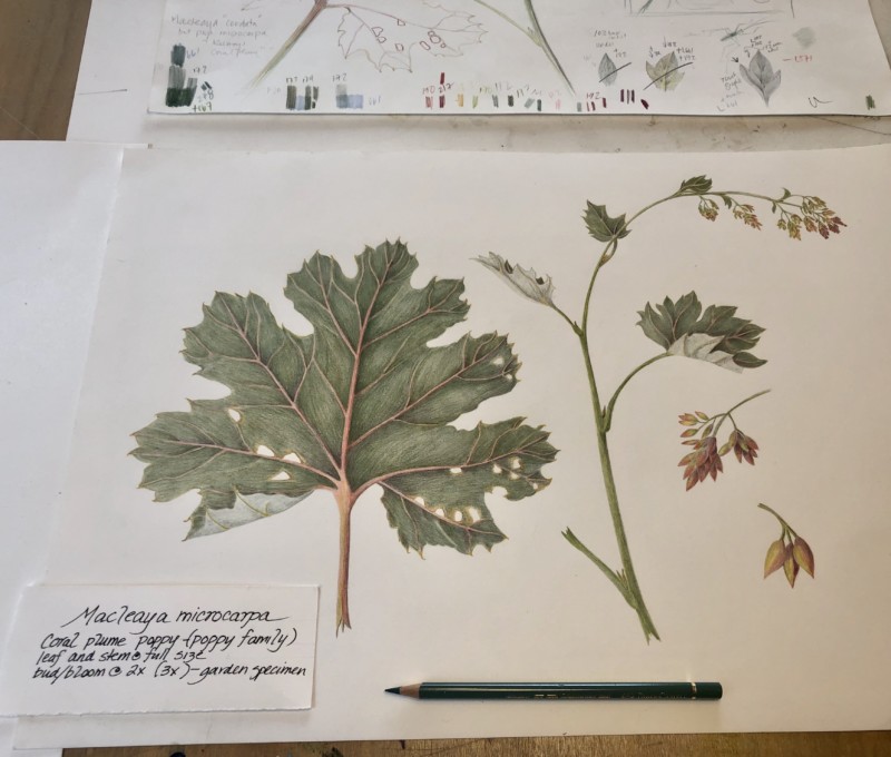 macleaya-microcarpa