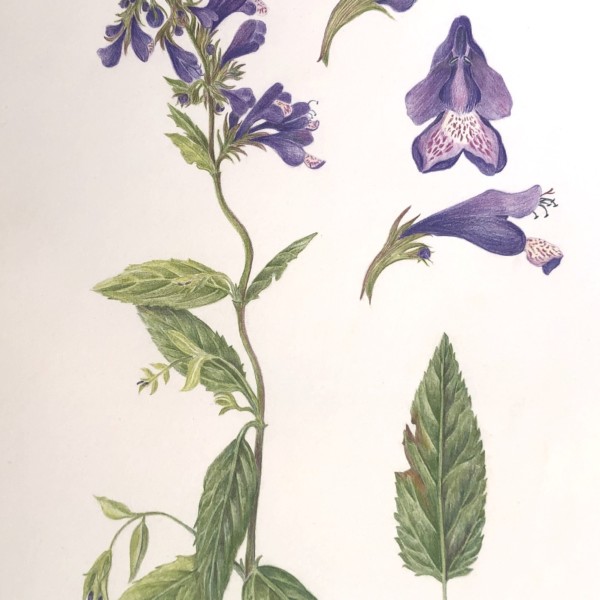nepeta yunnanensis