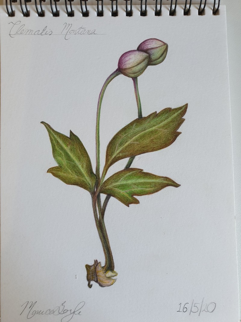 clematis-montana