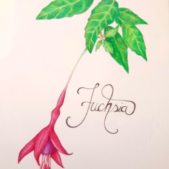 fuchsia