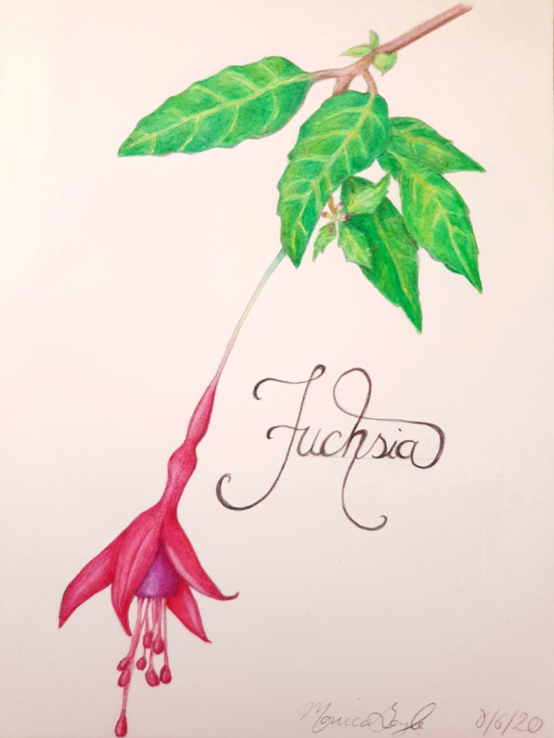 fuchsia