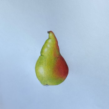 pear-2-4