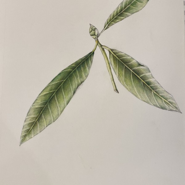 Rhododendron 