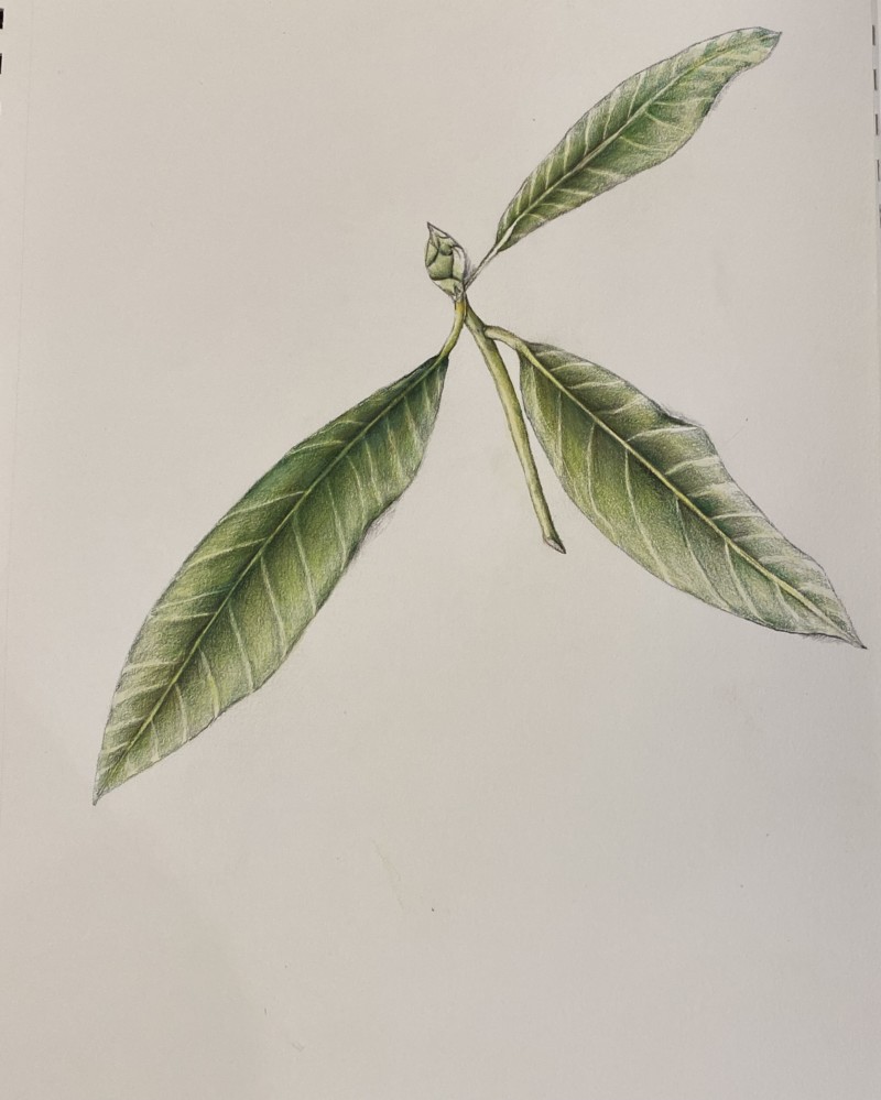 rhododendron-2