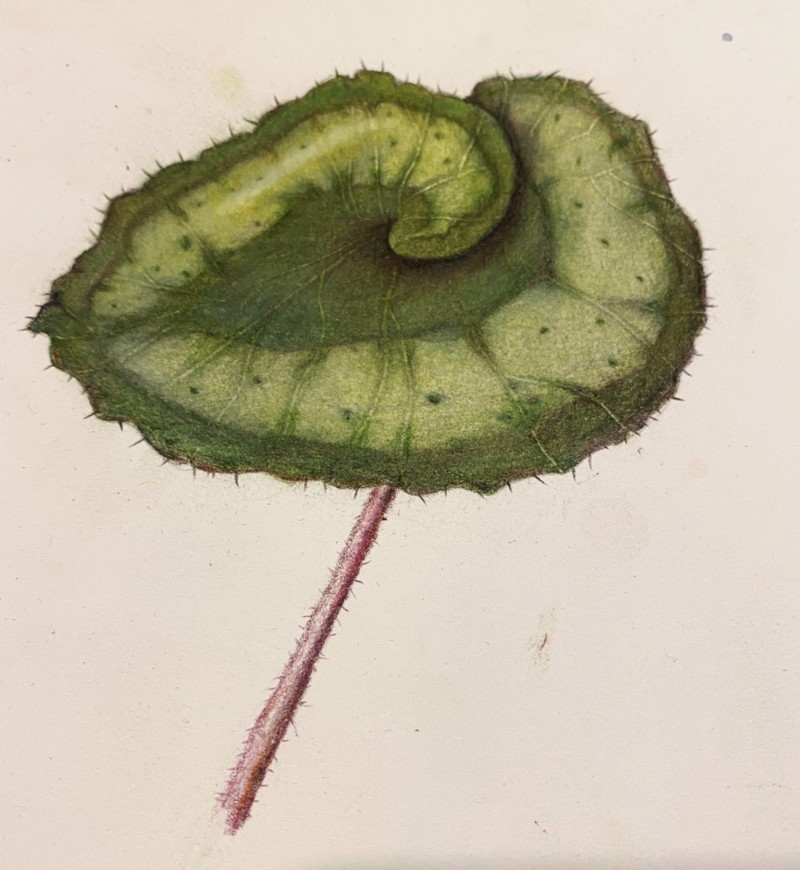 begonia