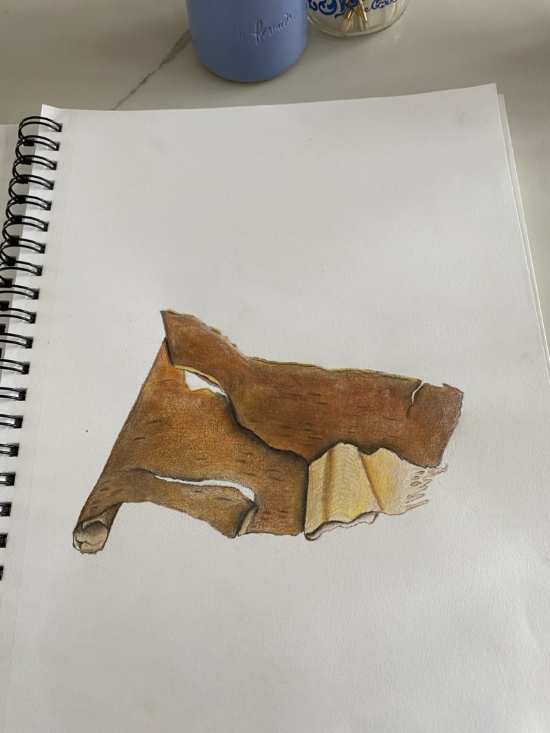 birch-bark