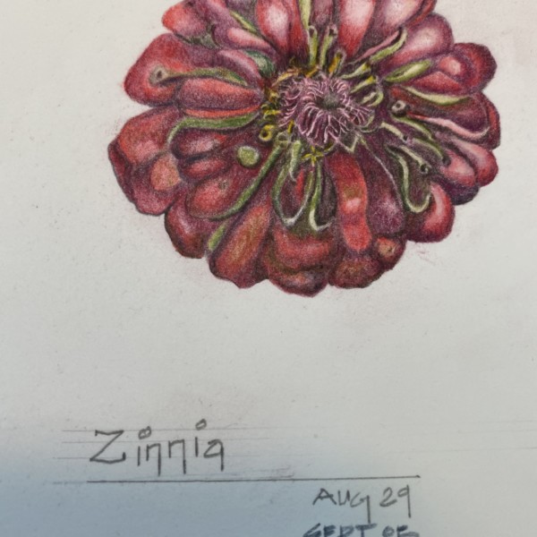 Reworked Zinnia based on comments