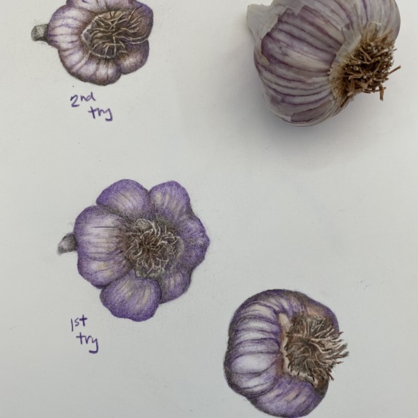 Garlic w multiple practice