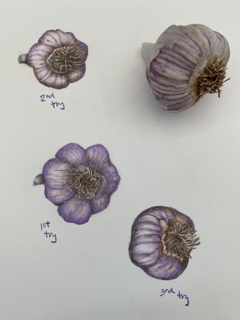 garlic-w-multiple-practice
