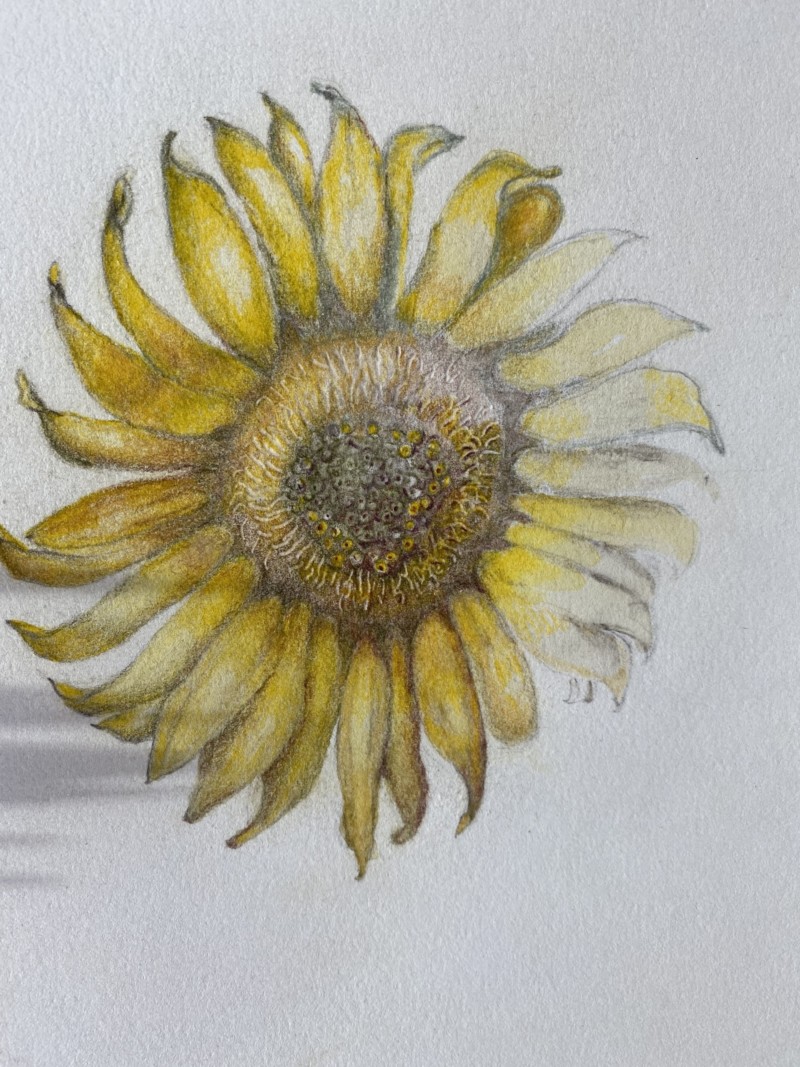 sunflower-in-progress
