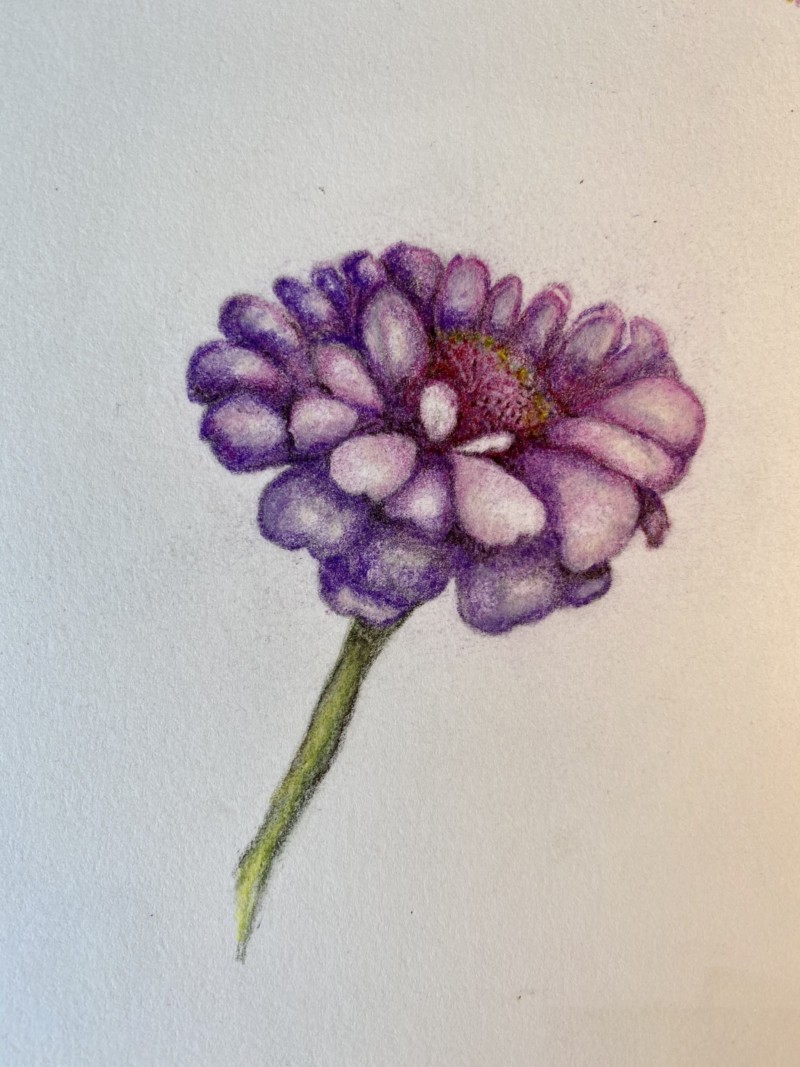 zinnia-2