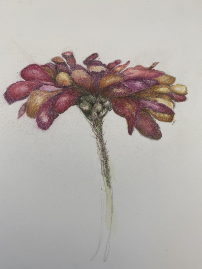 zinnia-w-fuzzy-stem