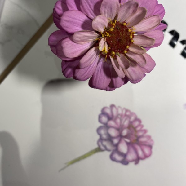 Reference for Zinnia