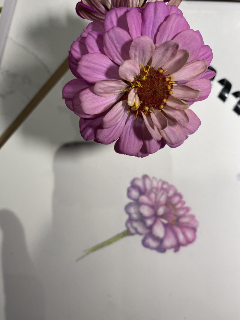 reference-for-zinnia