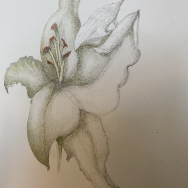 Lily