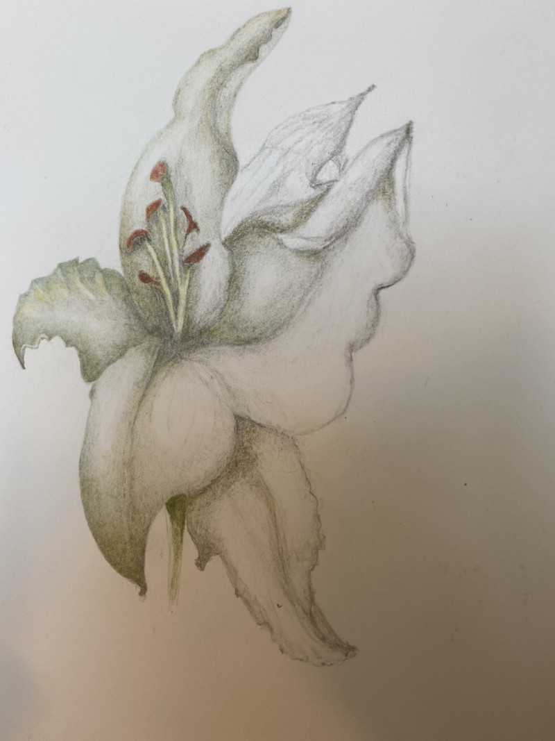 lily-2