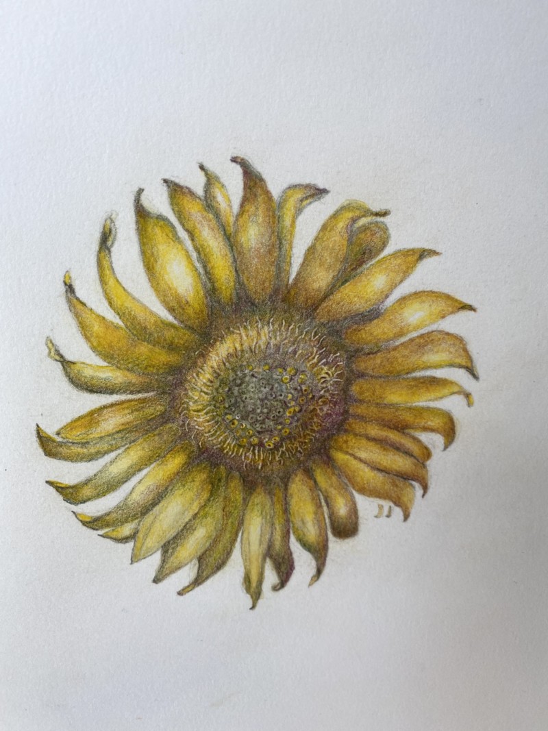 sunflower-no-stem