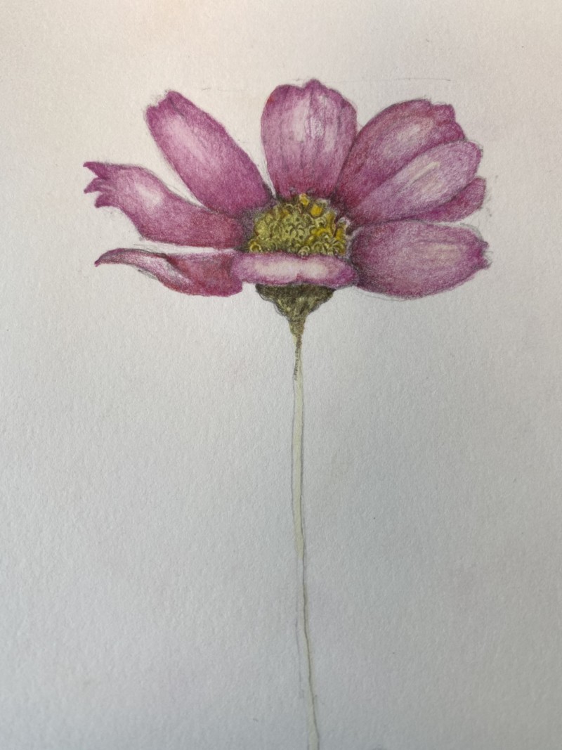 cosmos-from-zoom-class