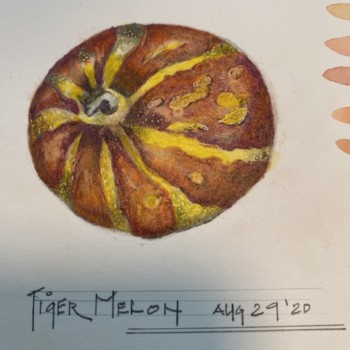tiger-melon-2